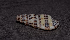 Maculotriton serriale