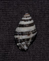 Engina zonalis