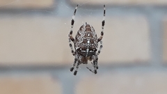 Araneus diadematus