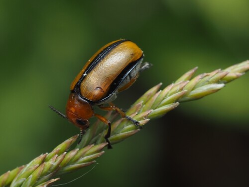 Clay-colored Leaf Beetle photo 4