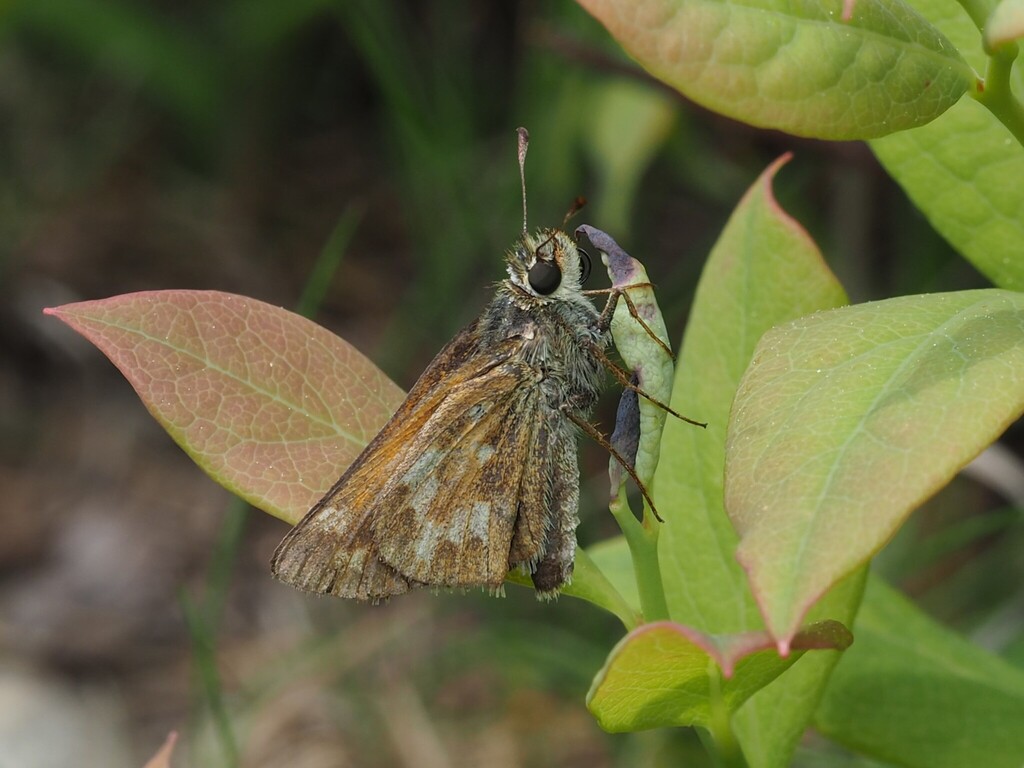 Indian Skipper
