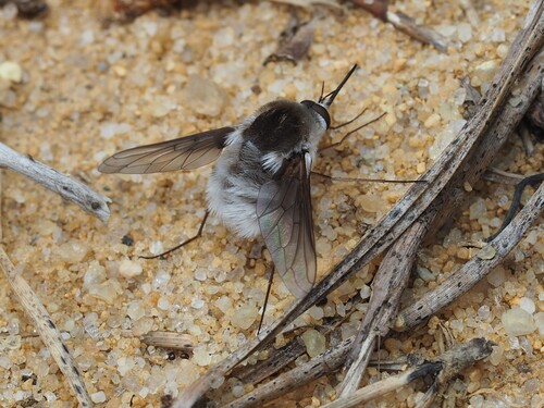 Bombylius incanus photo 2