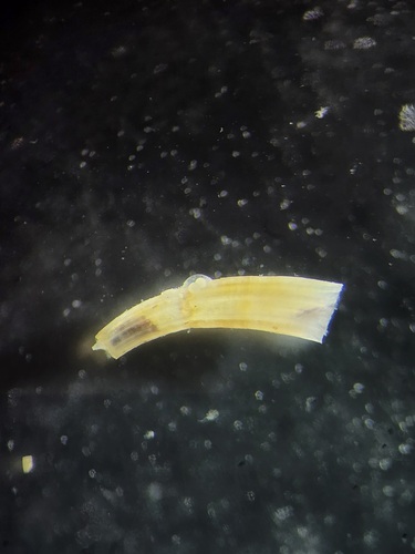 taxonomy_inaturalist image for Caecum cooperi