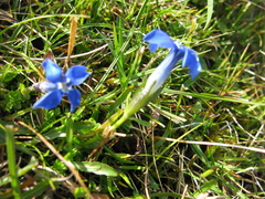 Gentiana bavarica