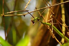 Philothamnus nitidus