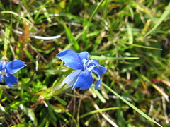 Gentiana bavarica