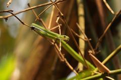 Philothamnus nitidus