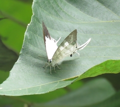 Neomyrina nivea