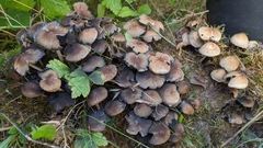 Coprinellus