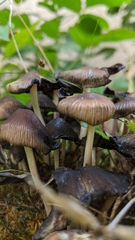 Coprinellus