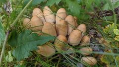 Coprinellus