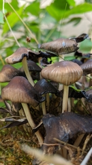Coprinellus
