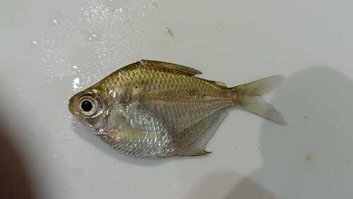 Longfin silver dollar (Poptella longipinnis) — Characidae — 2