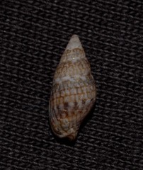 Pseudamycla dermestoidea
