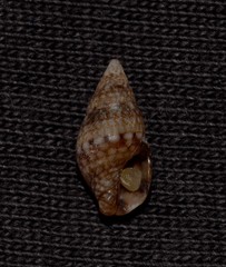Pseudamycla dermestoidea