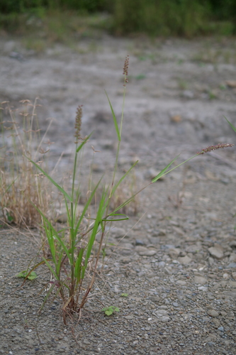 Southern Sandbur