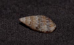 Pseudamycla dermestoidea