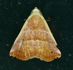 Eublemma cinnamomea