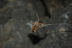 Scolopendra alternans