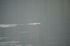 Phocoena phocoena phocoena