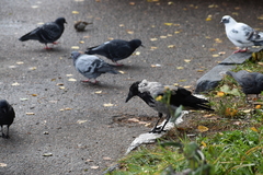 Corvus cornix