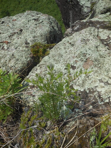 Artemisia macilenta iNat (1)