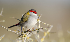 Red-Browed Finch photo 2