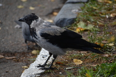 Corvus cornix