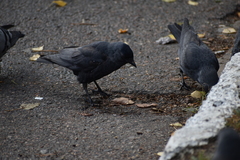 Corvus monedula