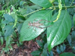 Cardiodactylus guttulus