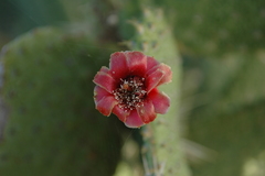Opuntieae