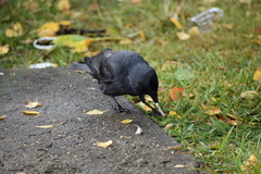 Corvus monedula