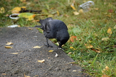 Corvus monedula