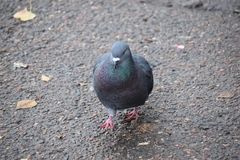 Columba livia domestica