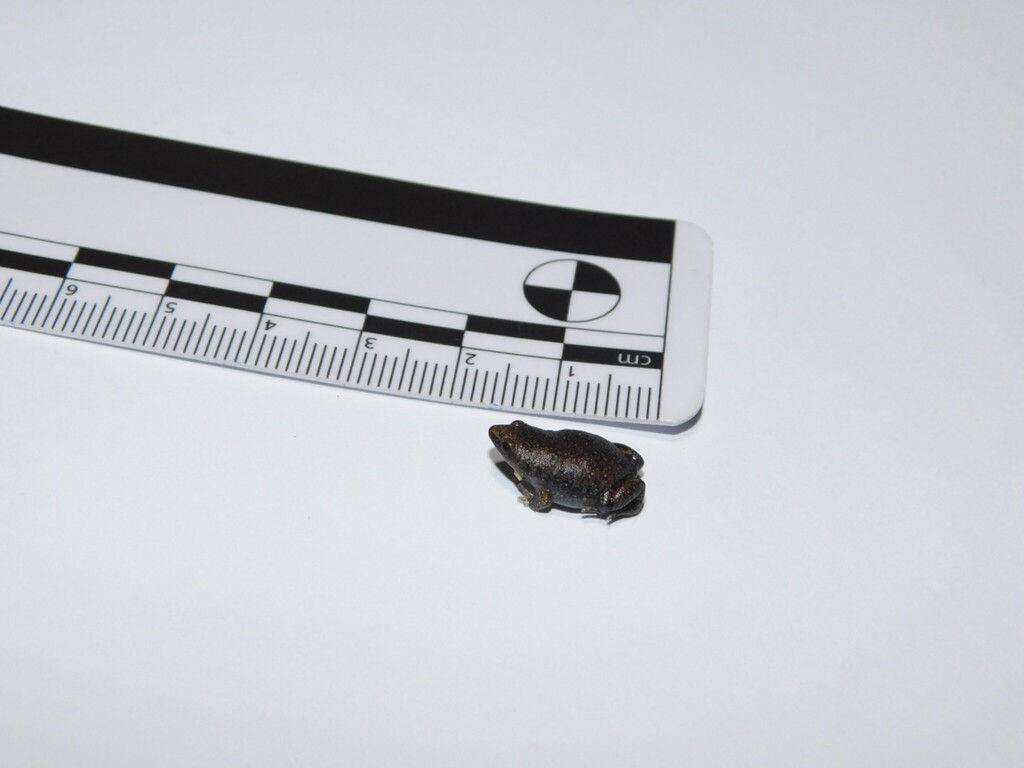 Two-colored Oval Frog