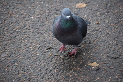 Columba livia domestica