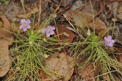 (c) Roland Muench, some rights reserved (CC BY) Byblis liniflora, photograph (c) Roland Muench, some rights reserved (CC BY)