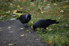 Corvus monedula