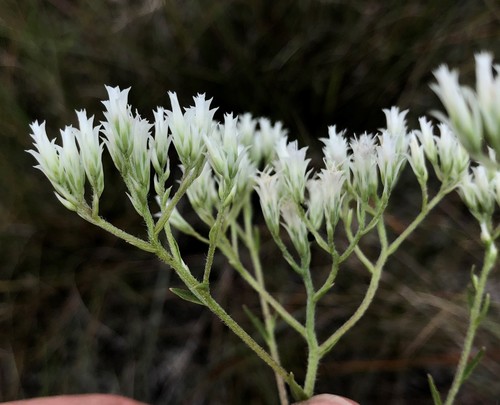 Eupatorium petaloideum