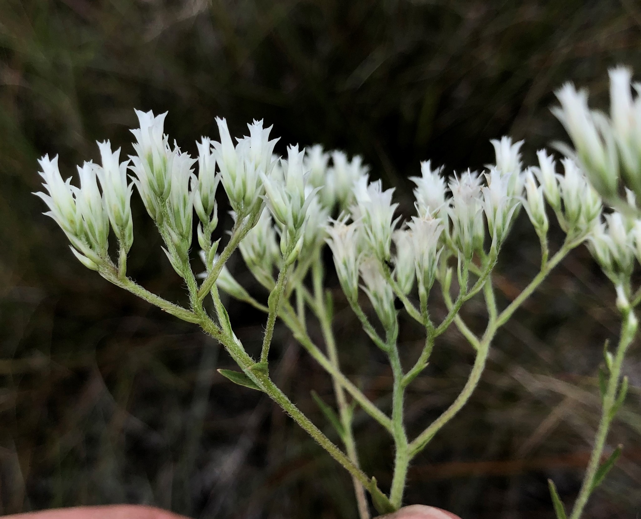 Eupatorium petaloideum