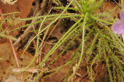 Byblis liniflora, photograph 6