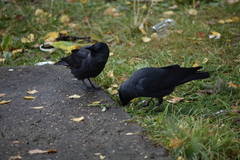 Corvus monedula
