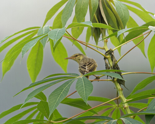 Acrocephalus mendanae, 2025-06-02