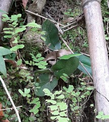 Mickelopteris cordata