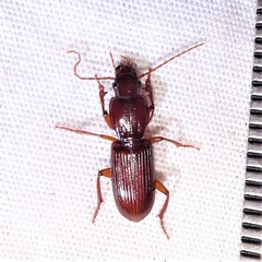 Stenomorphus californicus
