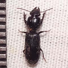 Clivina dentipes