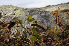 Eriogaster arbusculae