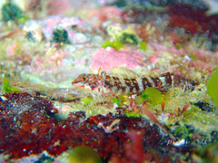 Enneapterygius etheostoma