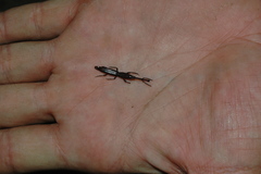 Brentinae