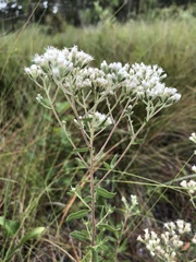 Eupatorium glaucescens